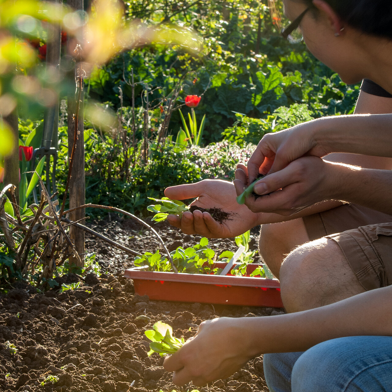 Der Mitmachgarten der ökostation 